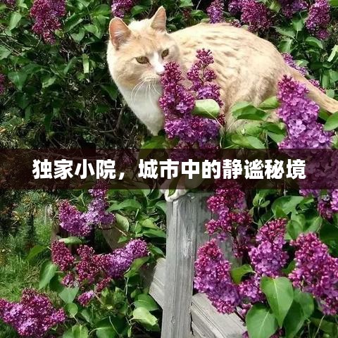 独家小院，城市中的静谧秘境