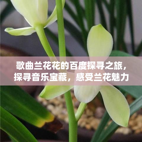 歌曲兰花花的百度探寻之旅，探寻音乐宝藏，感受兰花魅力！