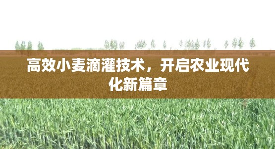 高效小麦滴灌技术，开启农业现代化新篇章