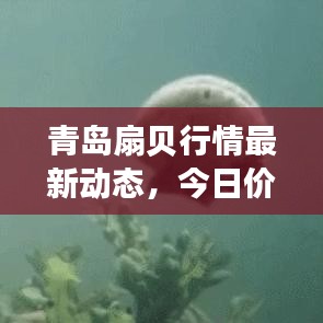 青岛扇贝行情最新动态，今日价格分析与趋势预测