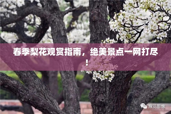 春季梨花观赏指南，绝美景点一网打尽！