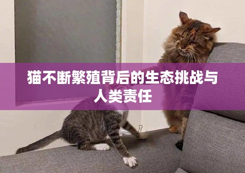 猫不断繁殖背后的生态挑战与人类责任