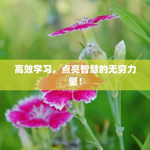 高效学习，点亮智慧的无穷力量！
