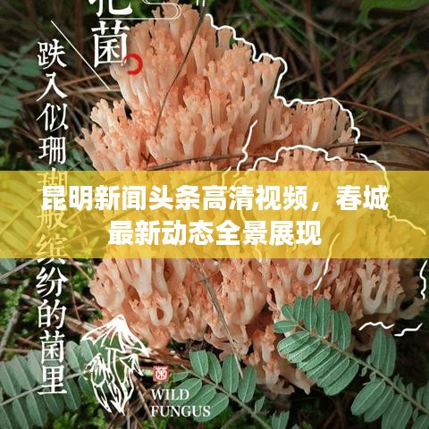 昆明新闻头条高清视频，春城最新动态全景展现