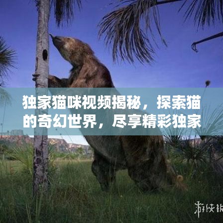 独家猫咪视频揭秘，探索猫的奇幻世界，尽享精彩独家内容