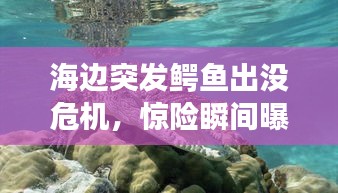 海边突发鳄鱼出没危机，惊险瞬间曝光！