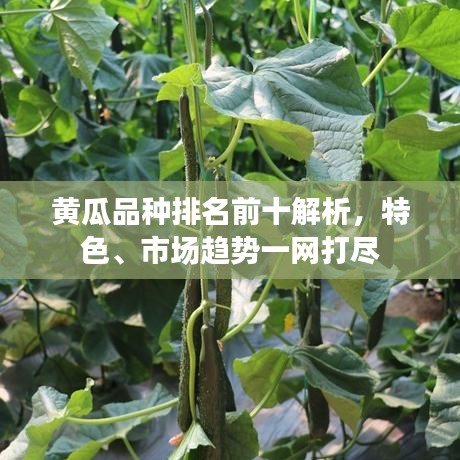 黄瓜品种排名前十解析，特色、市场趋势一网打尽