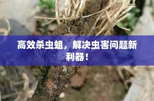 高效杀虫蛆，解决虫害问题新利器！