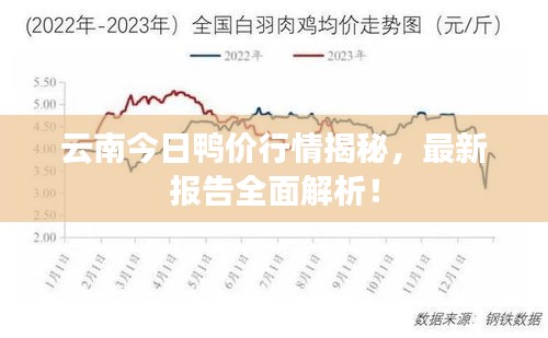 云南今日鸭价行情揭秘，最新报告全面解析！