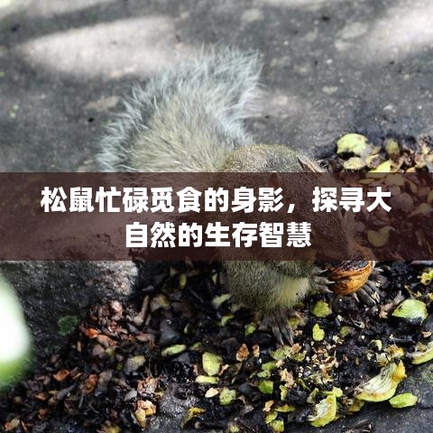 松鼠忙碌觅食的身影，探寻大自然的生存智慧