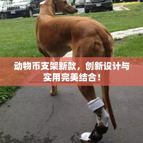 动物币支架新款，创新设计与实用完美结合！