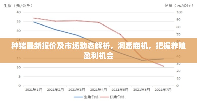 种猪最新报价及市场动态解析，洞悉商机，把握养殖盈利机会