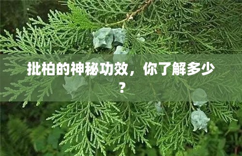批柏的神秘功效，你了解多少？