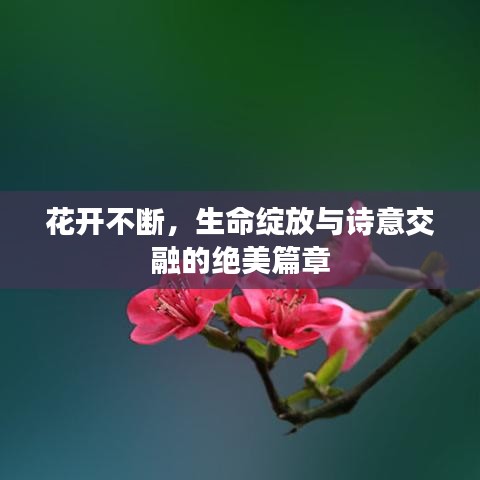 花开不断，生命绽放与诗意交融的绝美篇章