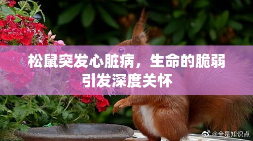 松鼠突发心脏病，生命的脆弱引发深度关怀