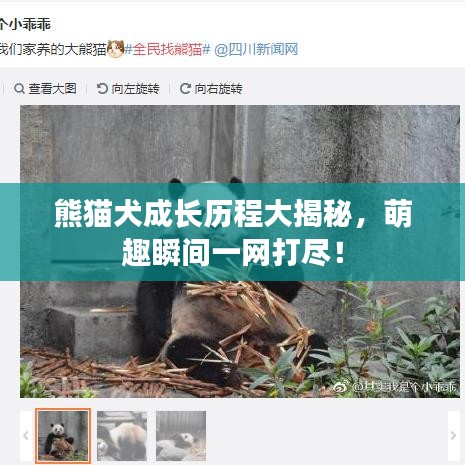 熊猫犬成长历程大揭秘，萌趣瞬间一网打尽！