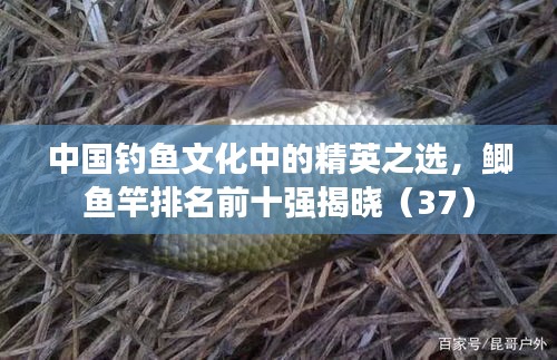 中国钓鱼文化中的精英之选，鲫鱼竿排名前十强揭晓（37）