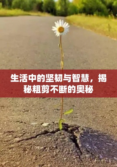 生活中的坚韧与智慧，揭秘粗剪不断的奥秘