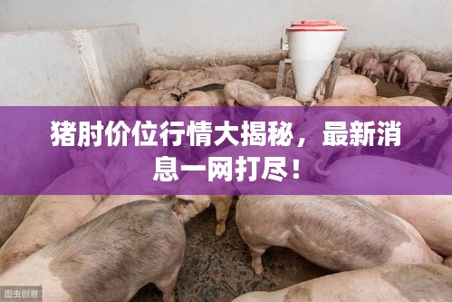 猪肘价位行情大揭秘，最新消息一网打尽！