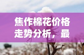 焦作棉花价格走势分析，最新行情动态揭秘