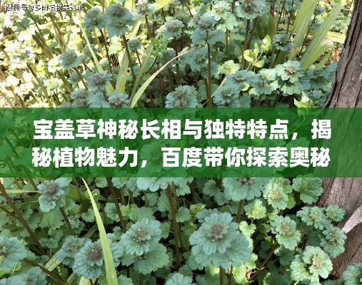 宝盖草神秘长相与独特特点，揭秘植物魅力，百度带你探索奥秘！