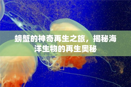螃蟹的神奇再生之旅，揭秘海洋生物的再生奥秘