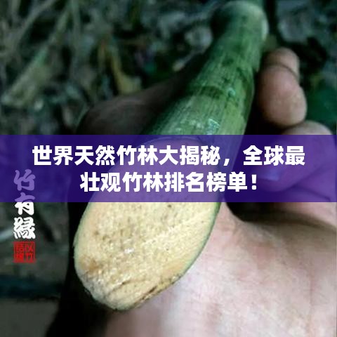 世界天然竹林大揭秘，全球最壮观竹林排名榜单！
