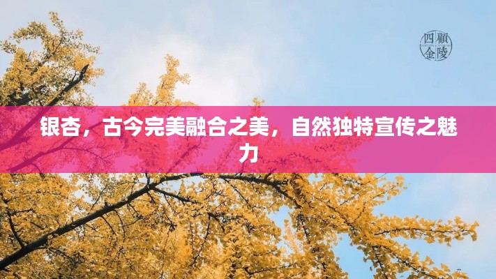 银杏，古今完美融合之美，自然独特宣传之魅力