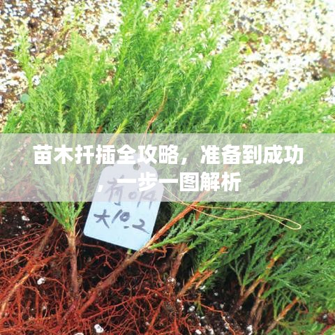 苗木扦插全攻略，准备到成功，一步一图解析