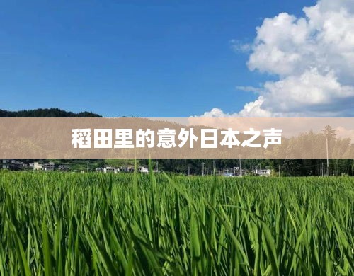 稻田里的意外日本之声