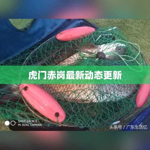 虎门赤岗最新动态更新