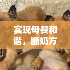 实现母婴和谐，断奶方法与技巧全解析！