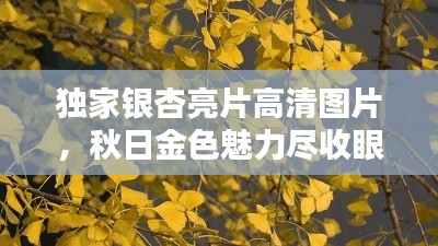 独家银杏亮片高清图片，秋日金色魅力尽收眼底