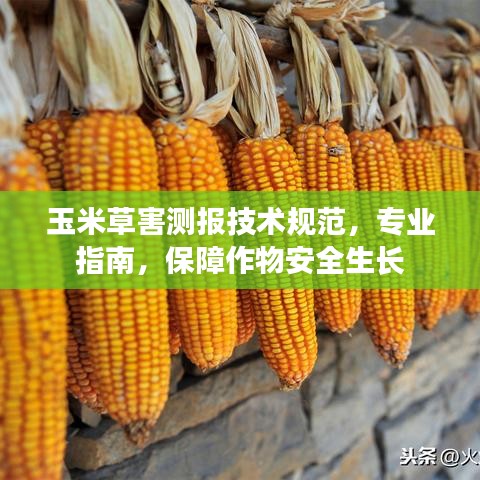 玉米草害测报技术规范，专业指南，保障作物安全生长