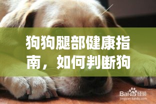 狗狗腿部健康指南，如何判断狗狗是否受伤或骨折？