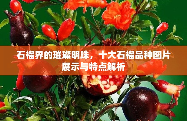 石榴界的璀璨明珠，十大石榴品种图片展示与特点解析