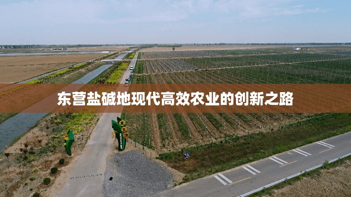 东营盐碱地现代高效农业的创新之路