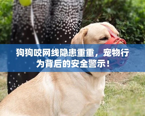 狗狗咬网线隐患重重，宠物行为背后的安全警示！