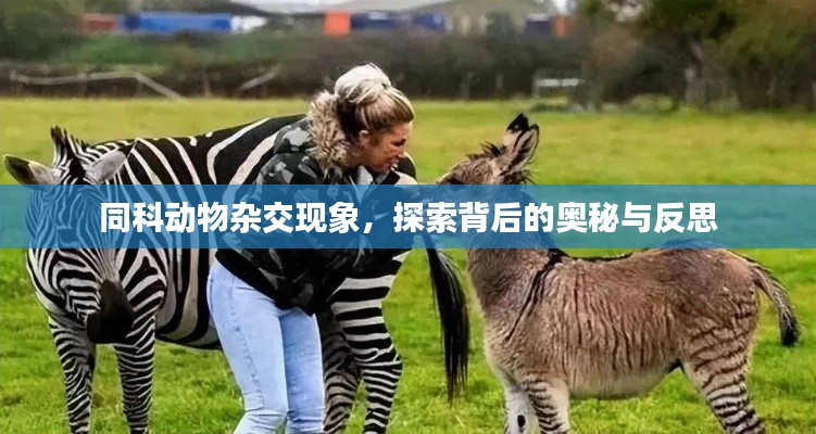 同科动物杂交现象，探索背后的奥秘与反思