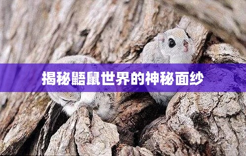 揭秘鼯鼠世界的神秘面纱
