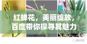 红蝉花，美丽绽放，百度带你探寻其魅力所在