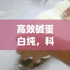 高效碱蛋白纯，科技新突破引领时代潮流