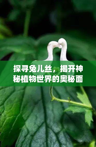探寻兔儿丝，揭开神秘植物世界的奥秘面纱