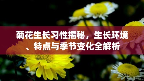 菊花生长习性揭秘，生长环境、特点与季节变化全解析