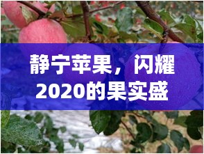 静宁苹果，闪耀2020的果实盛宴，甘甜之味令人陶醉