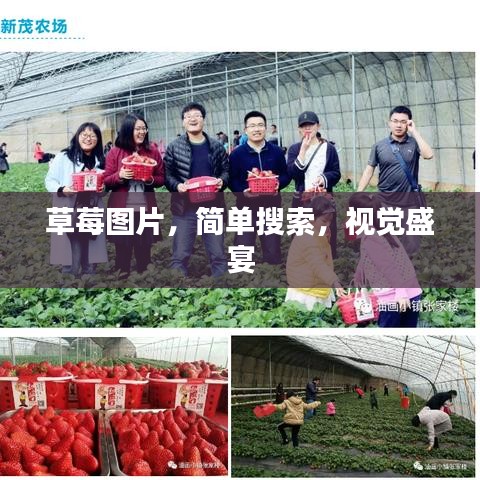 草莓图片，简单搜索，视觉盛宴